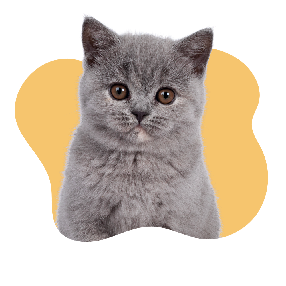 Cat Supplies