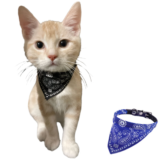 Pawfect Cat Bandana Collar